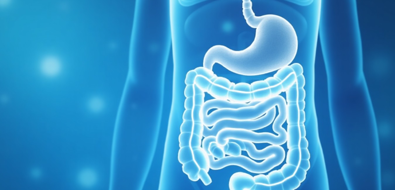 Przekrój układu pokarmowego dziecka z zaznaczoną poprawą motoryki żołądka dzięki terapii łączonej simetikon-bifidobacterium.